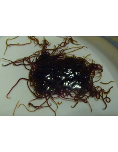 NOURRITURE VIVANTE california blackworms 90 ML