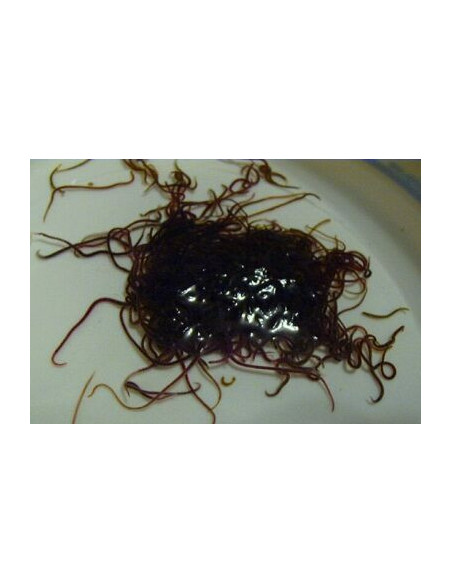 NOURRITURE VIVANTE california blackworms 90 ML