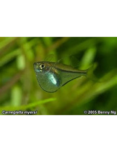 CARNEGIELLA MYERSI