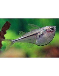 CARNEGIELLA MYERSI 2
