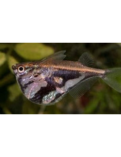 CARNEGIELLA STRIGATA 2
