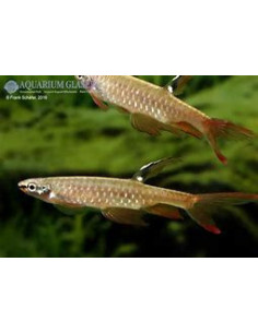 COPELLA ARNOLDI 2