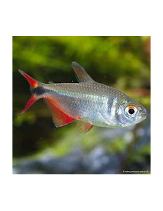 HEMIGRAMMUS CAUDOVITTATUS