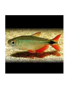 HEMIGRAMMUS CAUDOVITTATUS 2