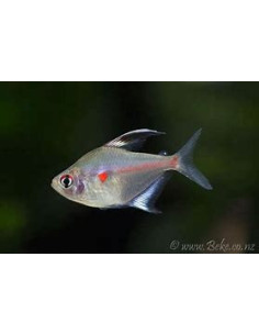 HYPHESSOBRYCON ERYTHROSTIGMA