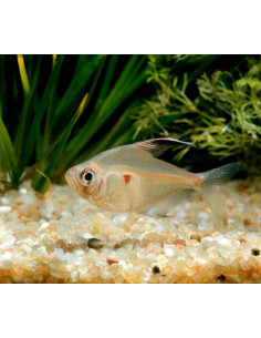 HYPHESSOBRYCON ERYTHROSTIGMA 2