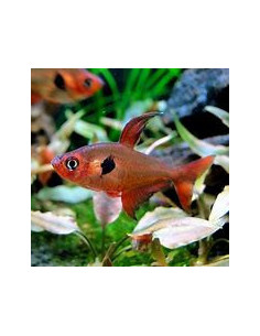 HYPHESSOBRYCON SWEGLESI