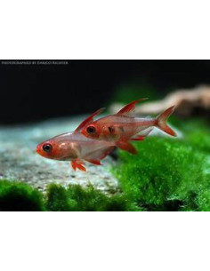 HYPHESSOBRYCON SWEGLESI 2