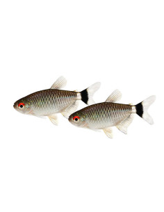 MOENKHAUSIA SANCTAEFILOMENAE 2