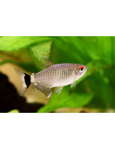 MOENKHAUSIA SANCTAEFILOMENAE