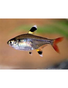 PRISTELLA MAXILLARIS