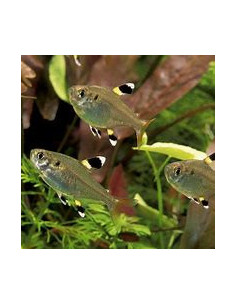 PRISTELLA MAXILLARIS 2