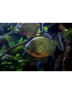 PYGOCENTRUS NATTERERI (piranha)