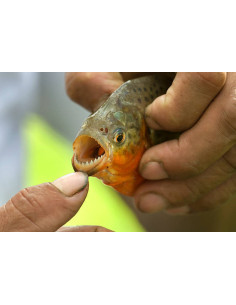 PYGOCENTRUS NATTERERI (piranha) 2