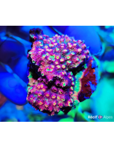 Astreopora rainbow tricolor (rare) 2