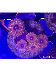 Pack zoanthus (3 zoanthus) 2