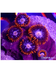 zoanthus Fire & Ice