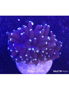 Euphyllia black torch 2