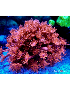 GONIOPORA SP RED 5/6 polypes 2