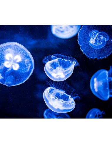 Méduses Aurelia aurita M (3-5 cm)