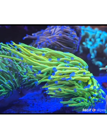 Euphyllia glabrescens HOLYGRAIL