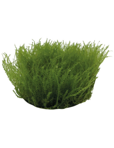 LEPTODICTYUM RIPARUM