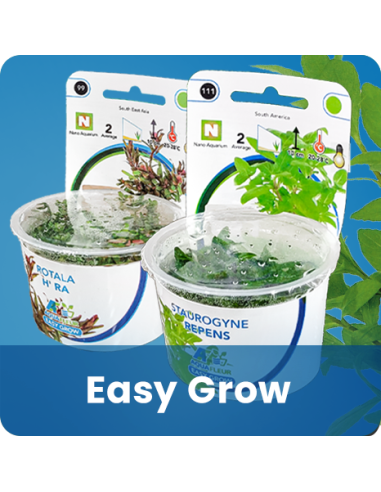 Helanthium tenellum "Green"