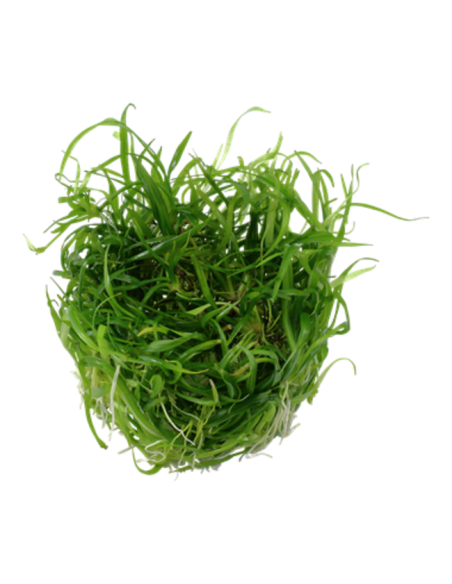 Helanthium tenellum "Green"