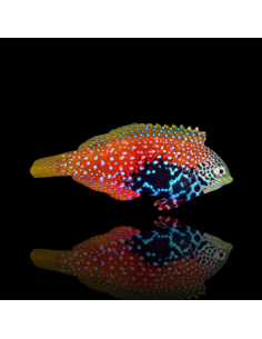 MACROPHARYNGODON BIPARTITUS FEMELLE