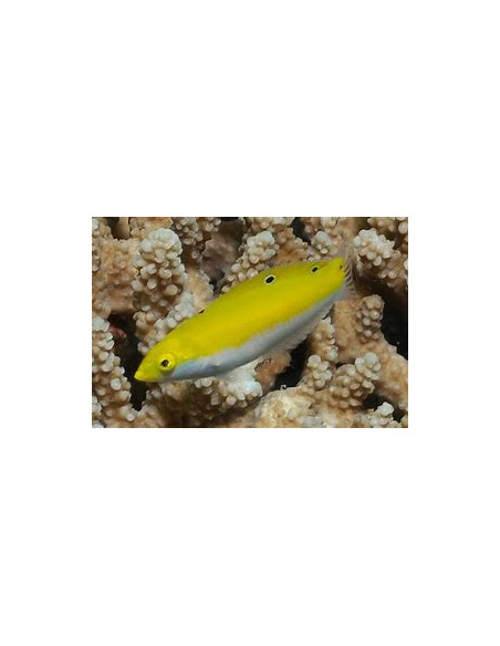 HALICHOERES LEUCOXANTHUS