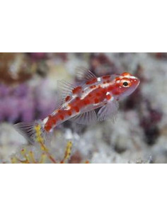 TRIMMA RUBROMACULATUM 2