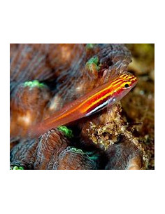 EVIOTA PELLUCIDA 2