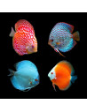 SYMPHYSODON DISCUS