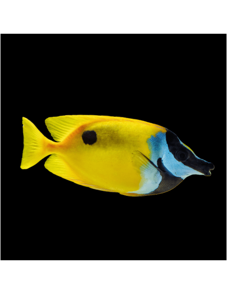 Siganus unimaculatus (rare)