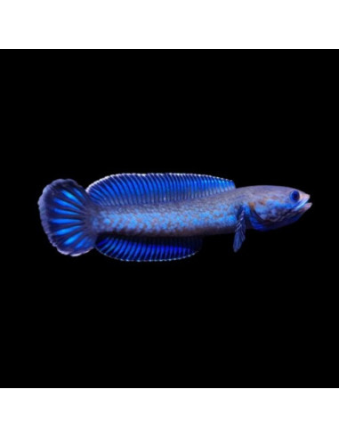 CHANNA PULCHRA WILD