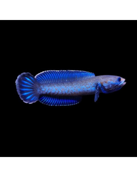 CHANNA PULCHRA WILD
