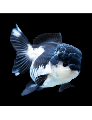 CARASSIUS AURATUS ORANDA PANDA