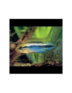 APISTOGRAMMA AGASSIZII BLUE