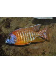 AULONOCARA RUBIN RED 2