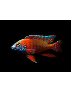 AULONOCARA RUBIN RED