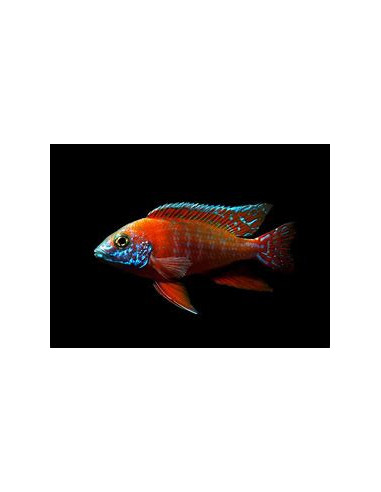 AULONOCARA RUBIN RED