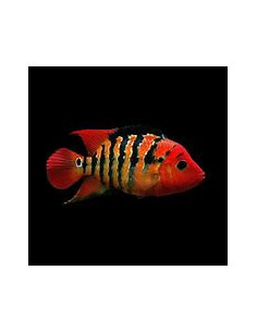 CICHLASOMA FESTAE 2