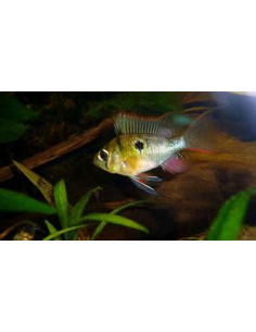 MIKROGEOPHAGUS ALTISPINOSA 2