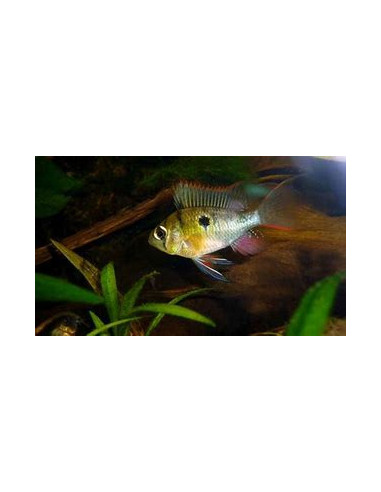 MIKROGEOPHAGUS ALTISPINOSA