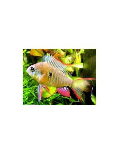 MIKROGEOPHAGUS ALTISPINOSA