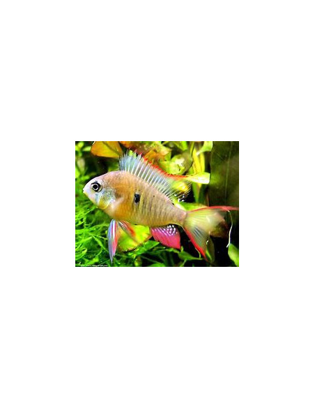 MIKROGEOPHAGUS ALTISPINOSA