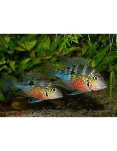 THORICHTHYS ELLIOTI XL