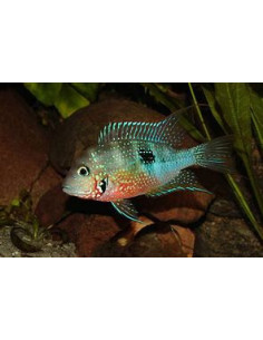 THORICHTHYS ELLIOTI XL 2