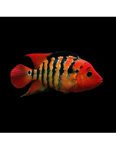 CICHLASOMA FESTAE