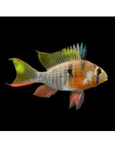 MIKROGEOPHAGUS ALTISPINOSA